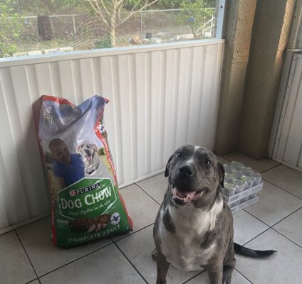 dog with pet food